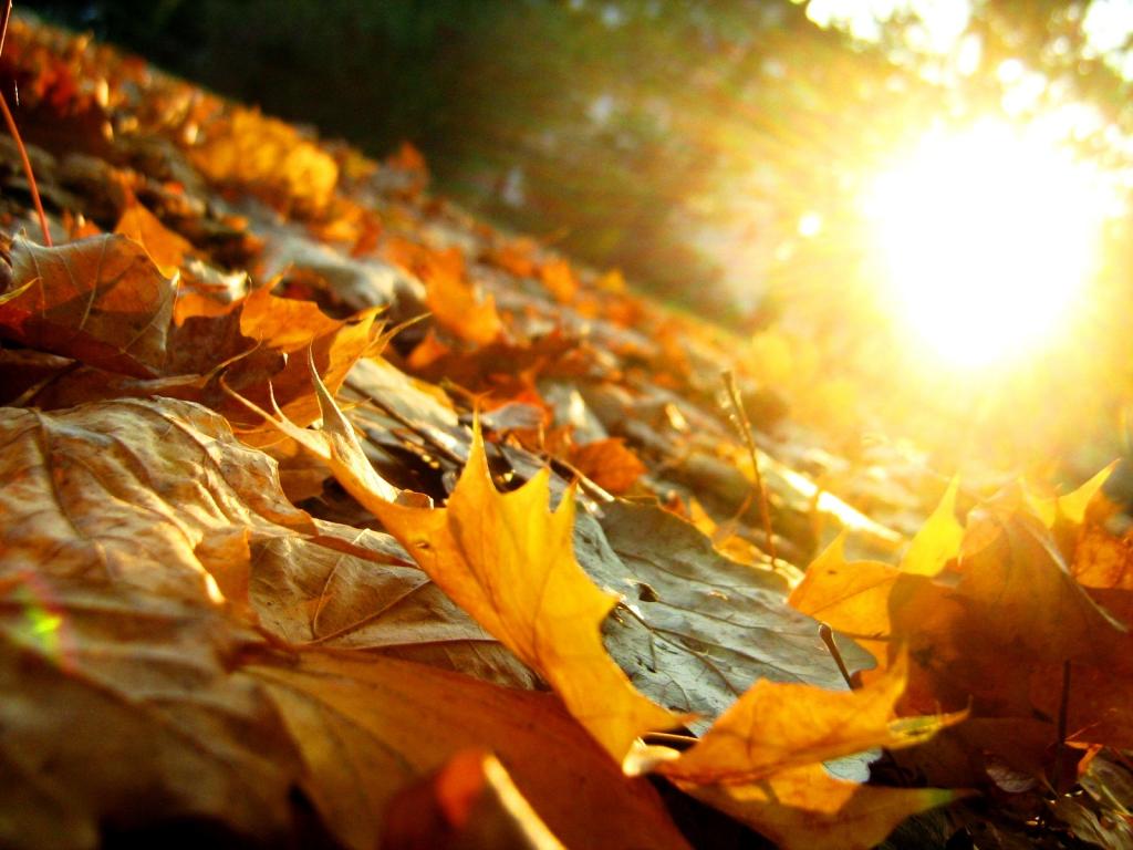 Colori d'autunno allo Chalet Fogajard! Colori d'autunno allo Chalet Fogajard!