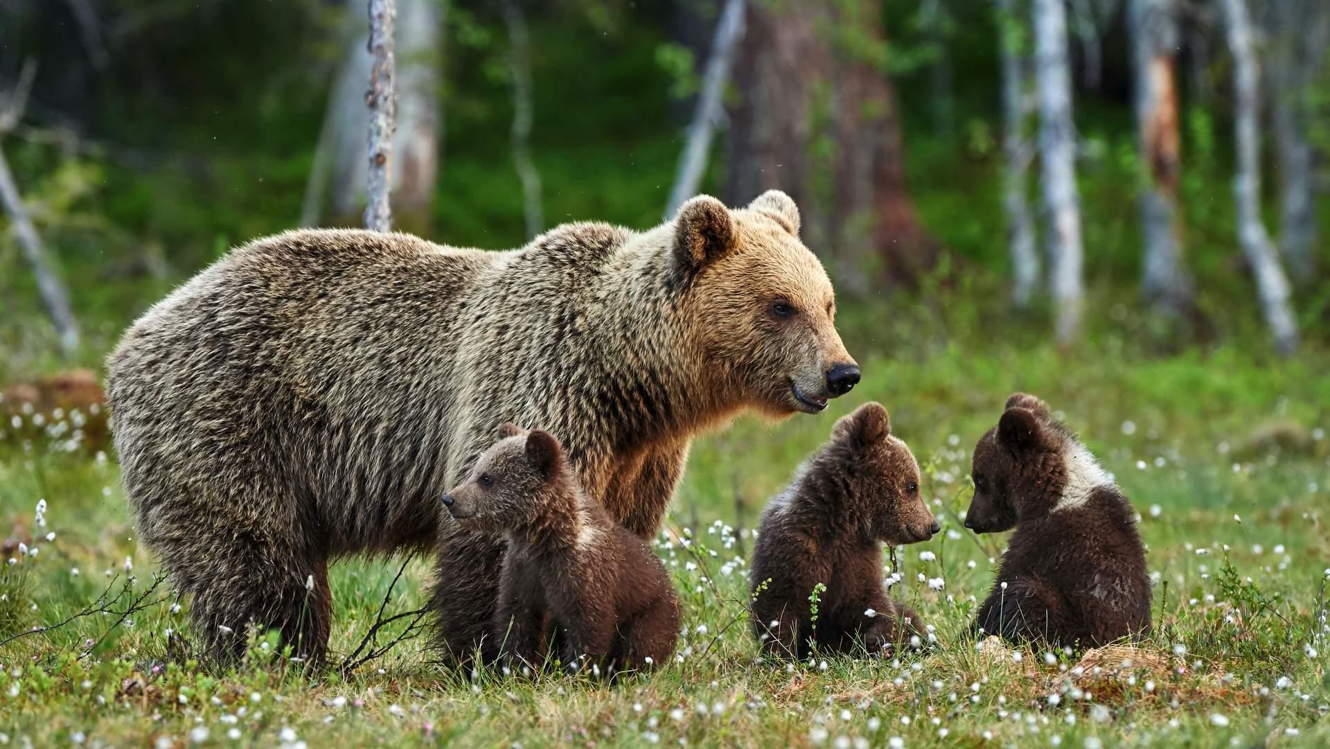 Die Bären im Trentino