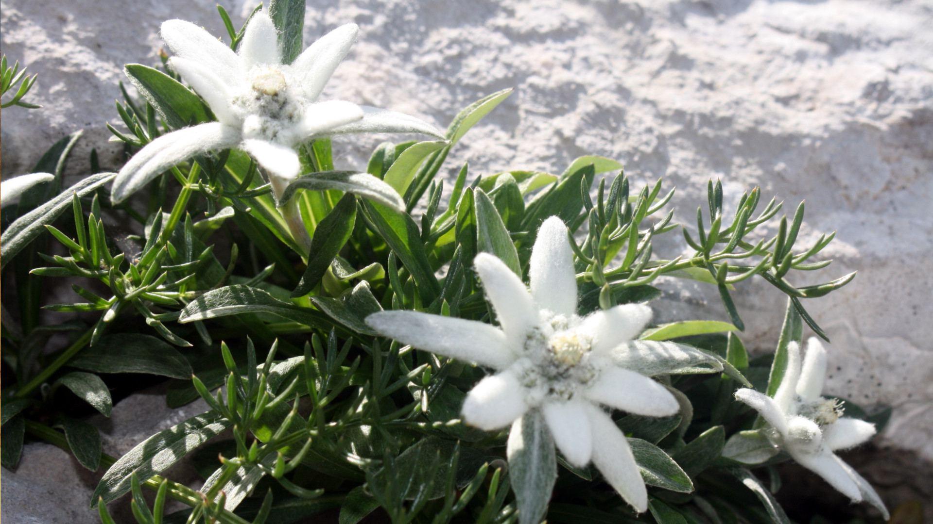 Edelweiss